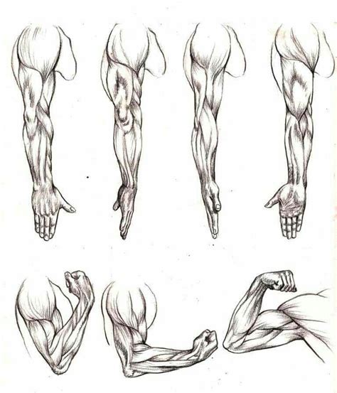 forearm drawing reference|muscular arm drawing.